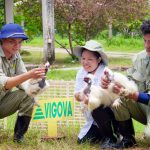 Gà Mã Đà - đặc sản của rừng, tiềm năng của bếp Việt