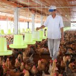 Hà Nội chuyển mạnh sang chăn nuôi hiện đại, sinh học và tuần hoàn