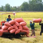 Cần nhóm giải pháp mang tính cộng đồng cho ngành hàng lúa gạo