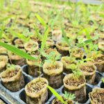 Hiện đại hóa vườn ươm bằng bầu hữu cơ siêu nhẹ