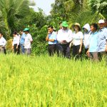 Nhân rộng cánh đồng canh tác thông minh, có trách nhiệm với môi trường