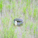 Mở rộng mô hình tưới ngập - khô xen kẽ